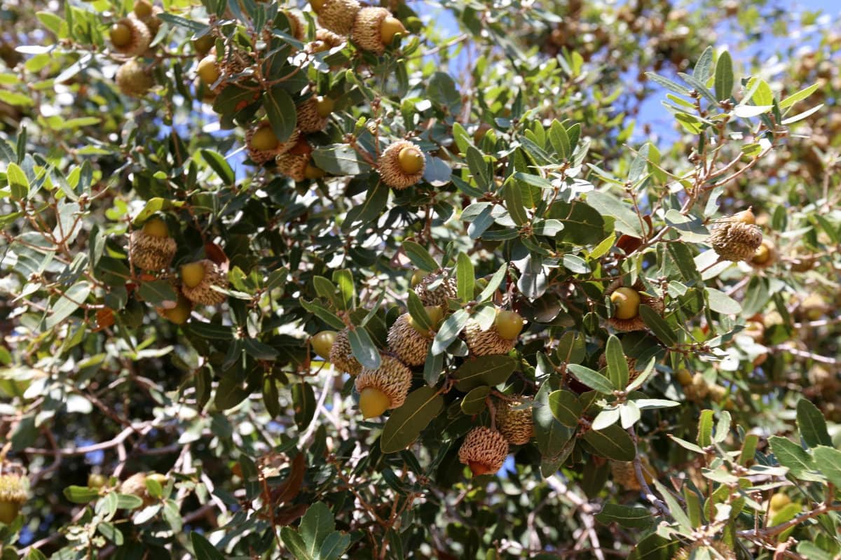 How to Leach Acorns Cold and Hot Processes The Tasty Hub