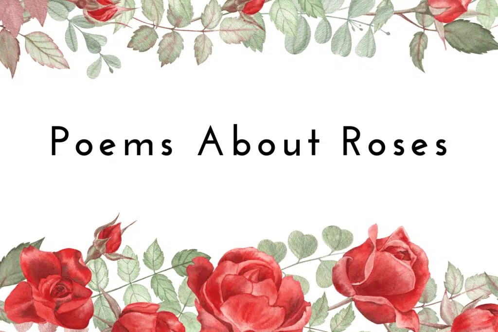 30 Poems About Roses The Teaching Couple