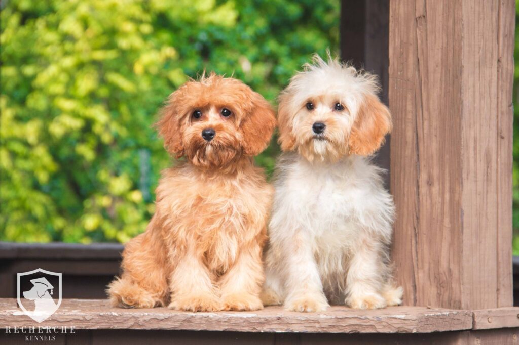 st Charles spaniel poodle mix Cavapoo