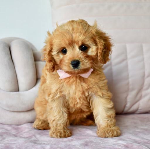 St charles spaniel poodle mix The Teacup Dogs