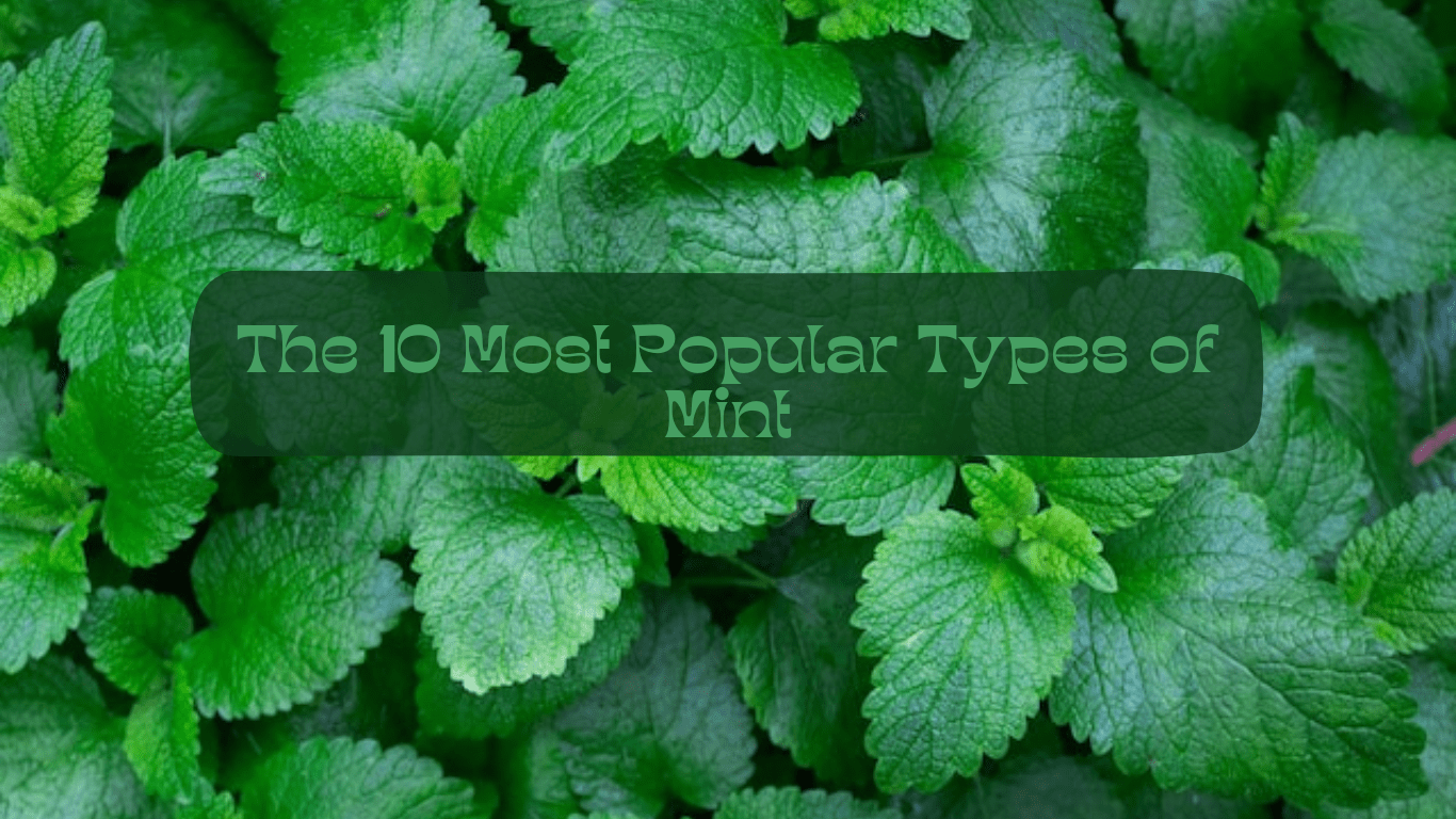 The 10 Most Popular Types of Mint The Tea House Chronicles