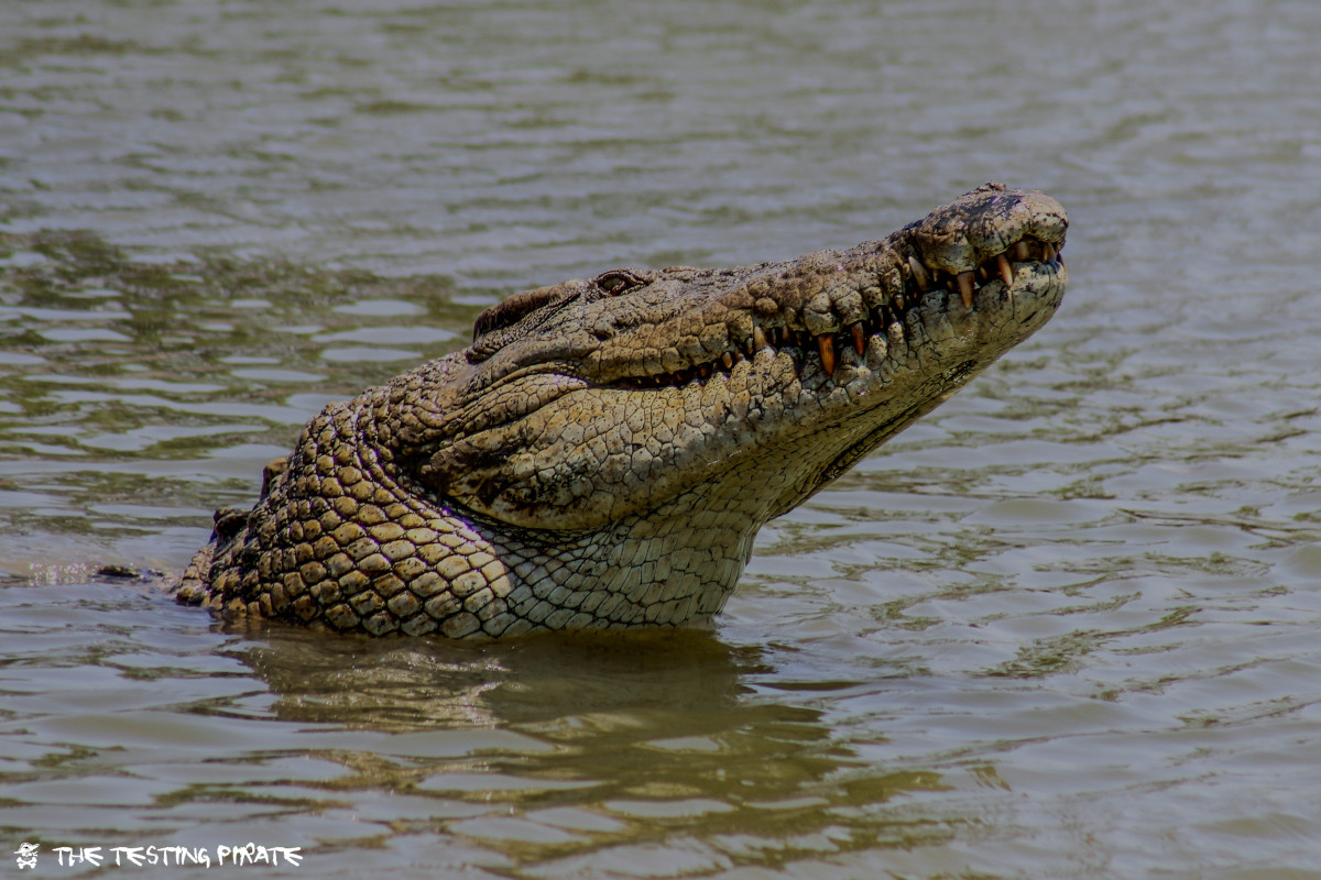 Who owns the crododile