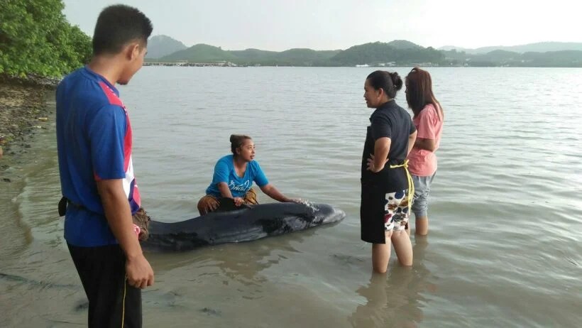 Thaiger Briefing June 11 The Thaiger