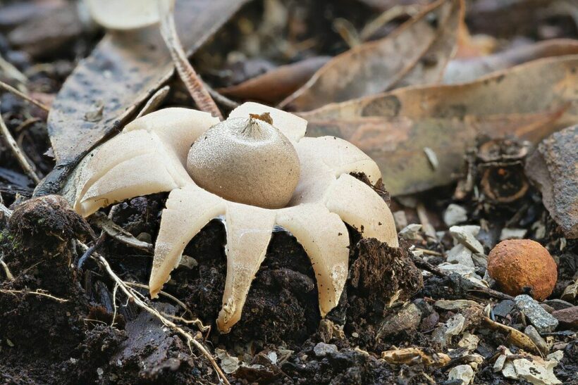 Extremely rare earthstar mushrooms found in Phetchabun Thaiger