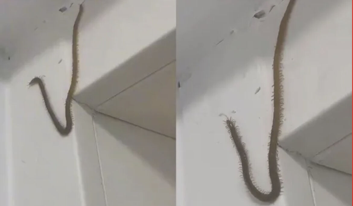 Creepy crawler goes viral Giant centipede 'wallstounds' online viewers (video) Thaiger
