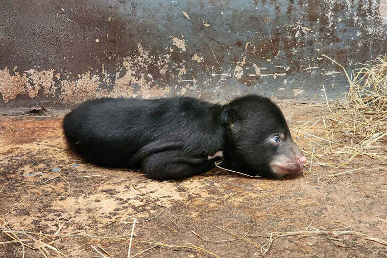 Rare sun bear cub arrives, 'pawsitively' brightening the day at Nakhon