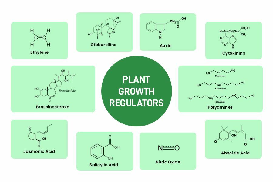 Uncovering the controversial world of Plant Growth Regulators Thaiger