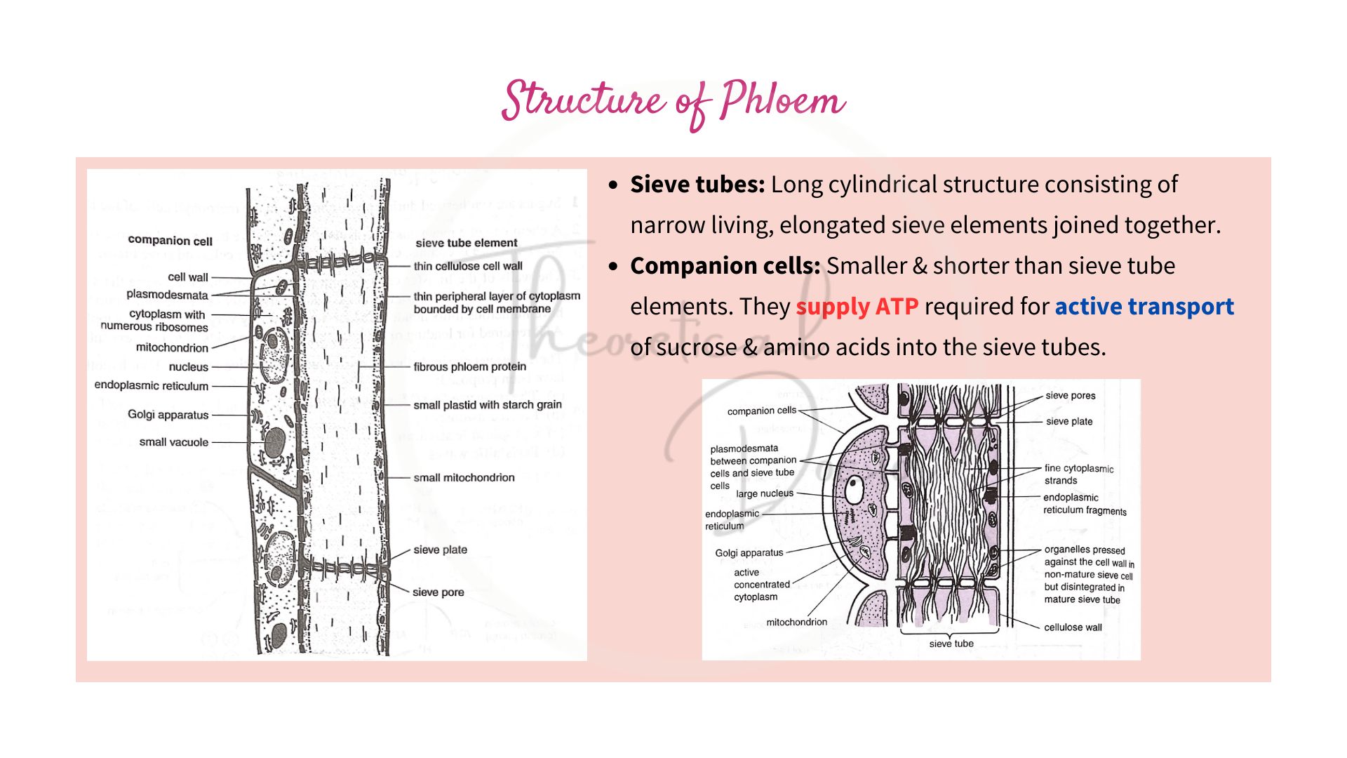 Translocation in Phloem, Phloem Loading & Unloading + Pressure Flow