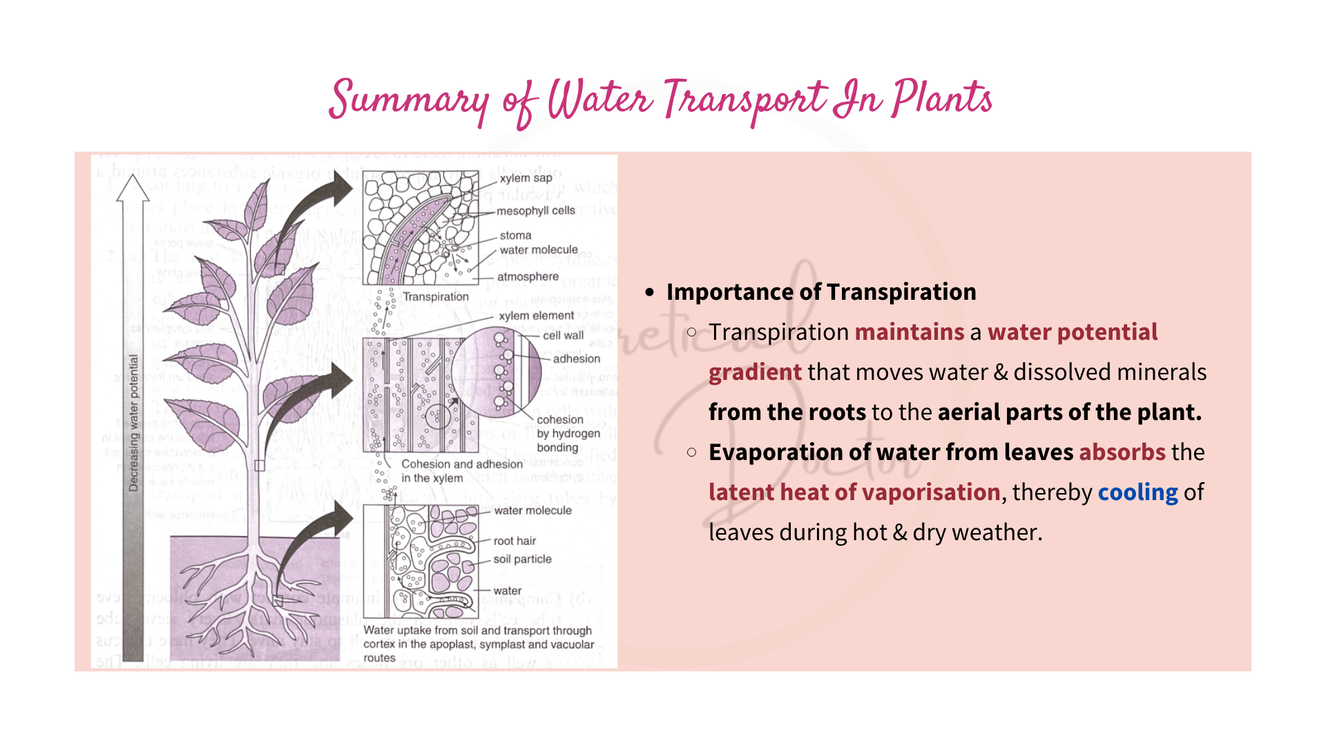 Root Pressure Theory + CohesionTension Theory & Transpiration Pull