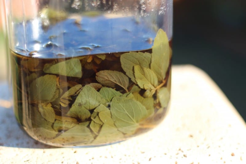 Homemade Peppermint Liqueur Oh, The Things We'll Make!