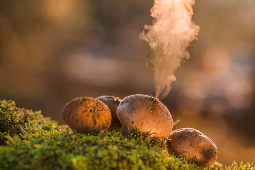 Magic Mushroom Spores Where To Buy Psilocybin Spores
