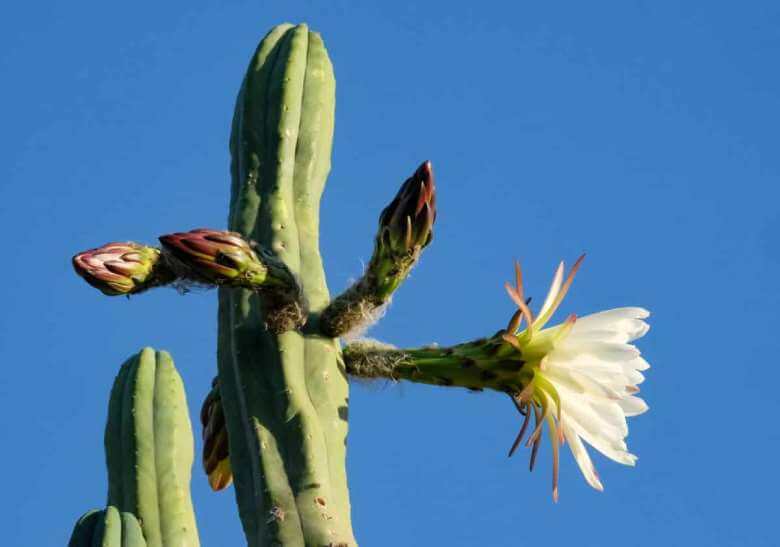 San Pedro Cactus The Complete Growing Guide