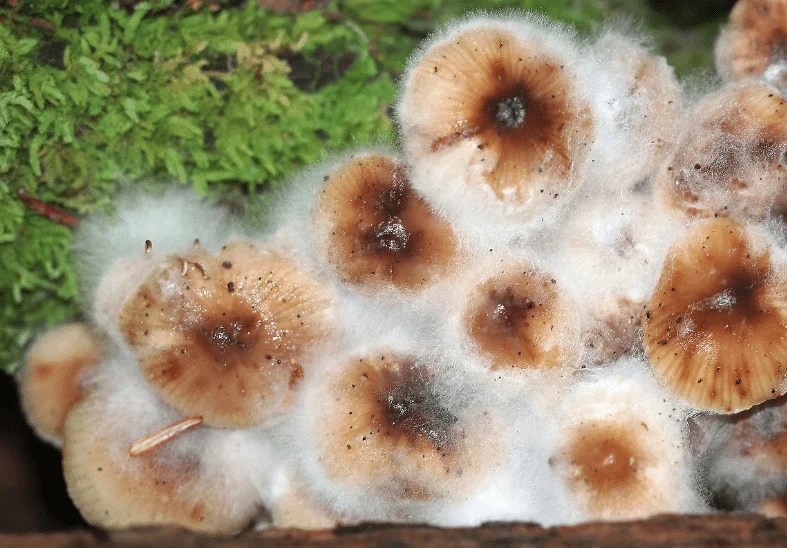 Mushroom Mold How to Know if Your Mushrooms Are Contaminated Third Wave