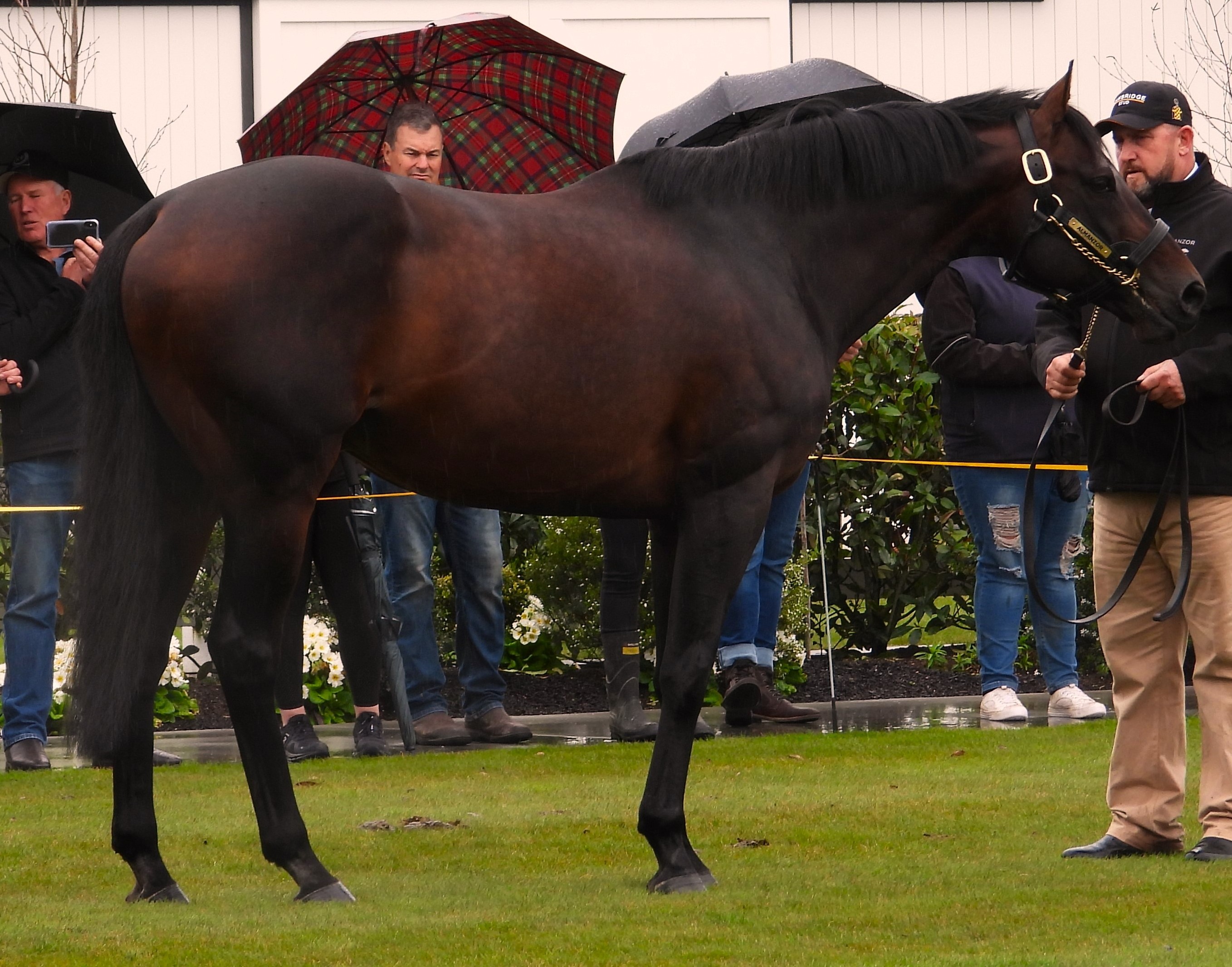 Understanding Pedigree Progression in Thoroughbred Breeding the