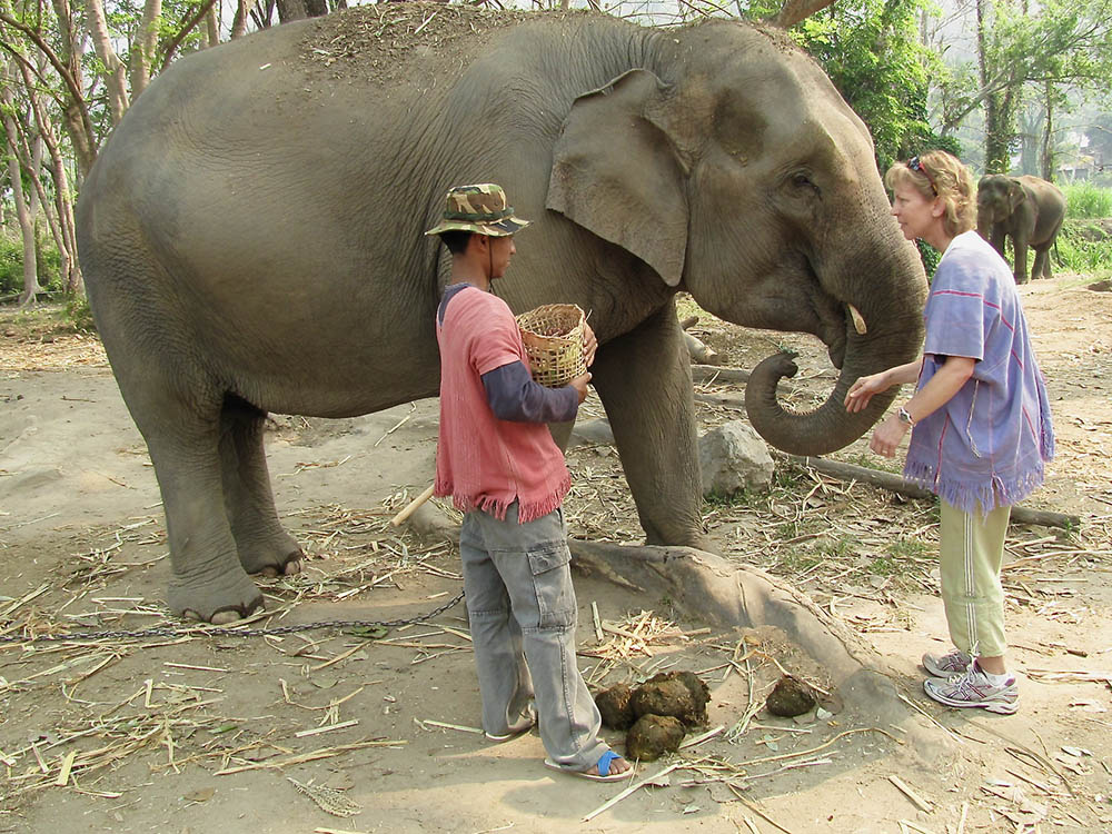 Thailand's Patara Elephant Farm Works to Boost Elephant Population