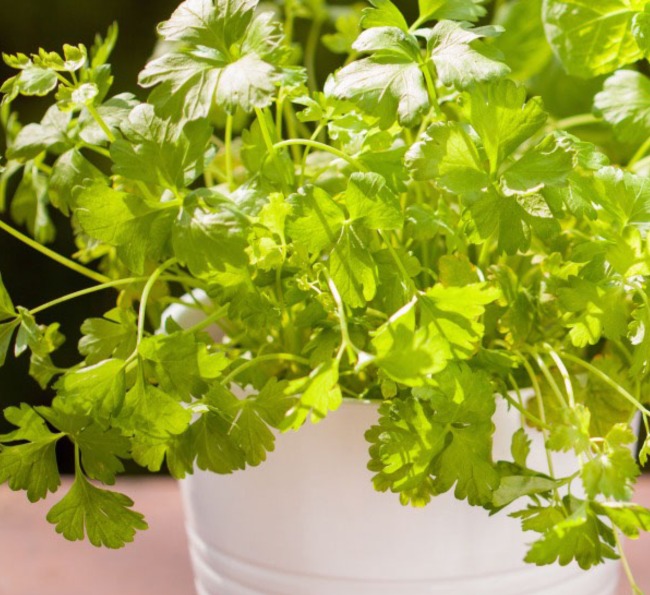 Parsley The Three Company