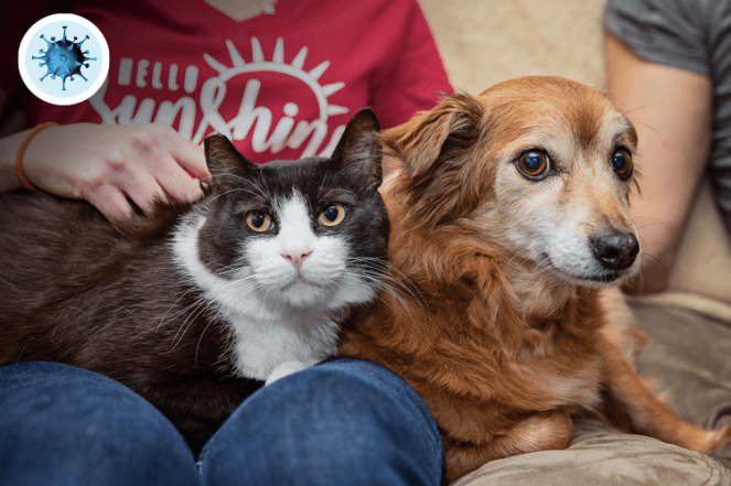 LA LIFE Pets, Help for the Frontlines, Our Time, Midwife Returns The