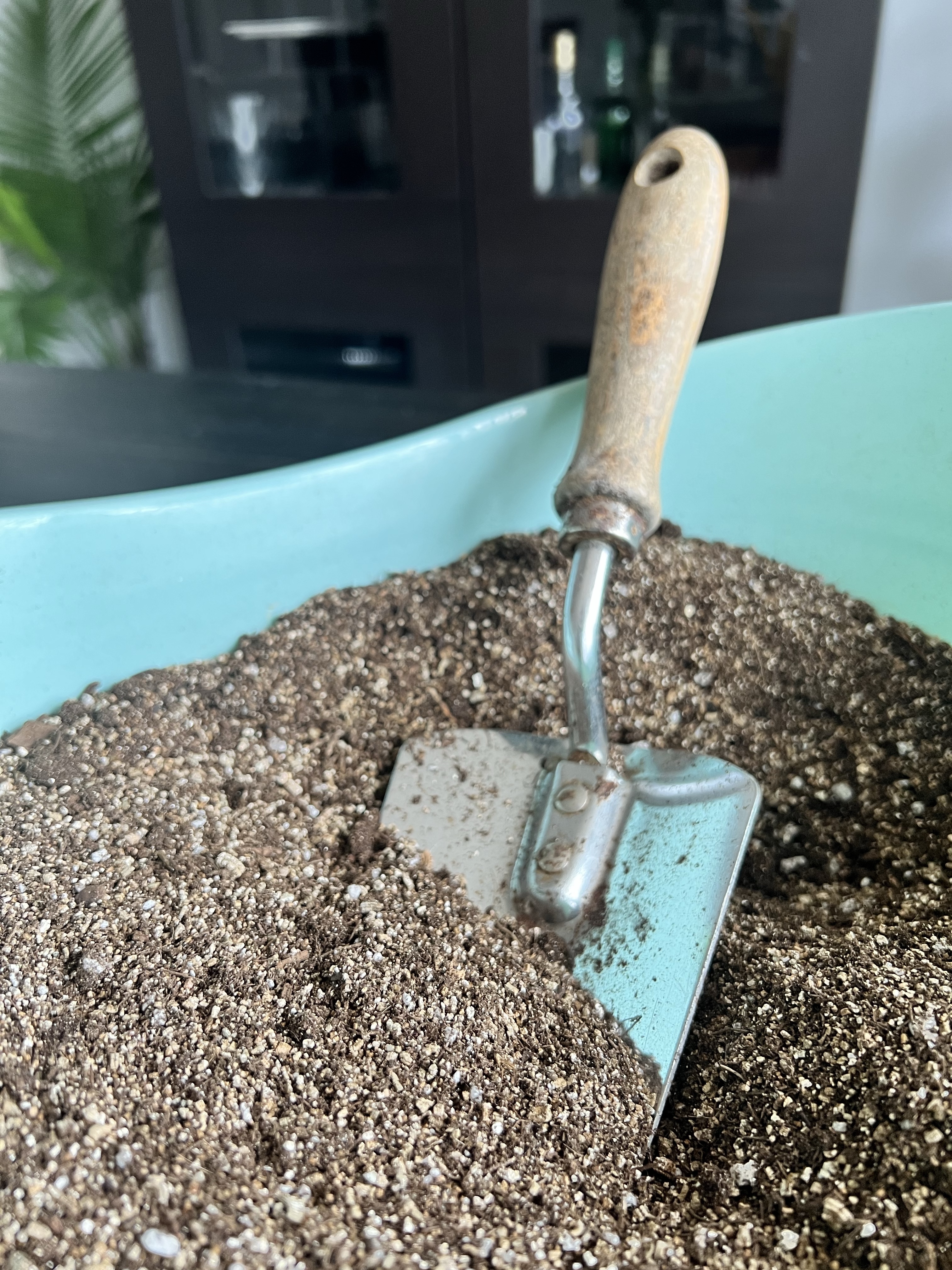 How to Start and Grow Zinnia Seeds Indoors The Thrifted Planter