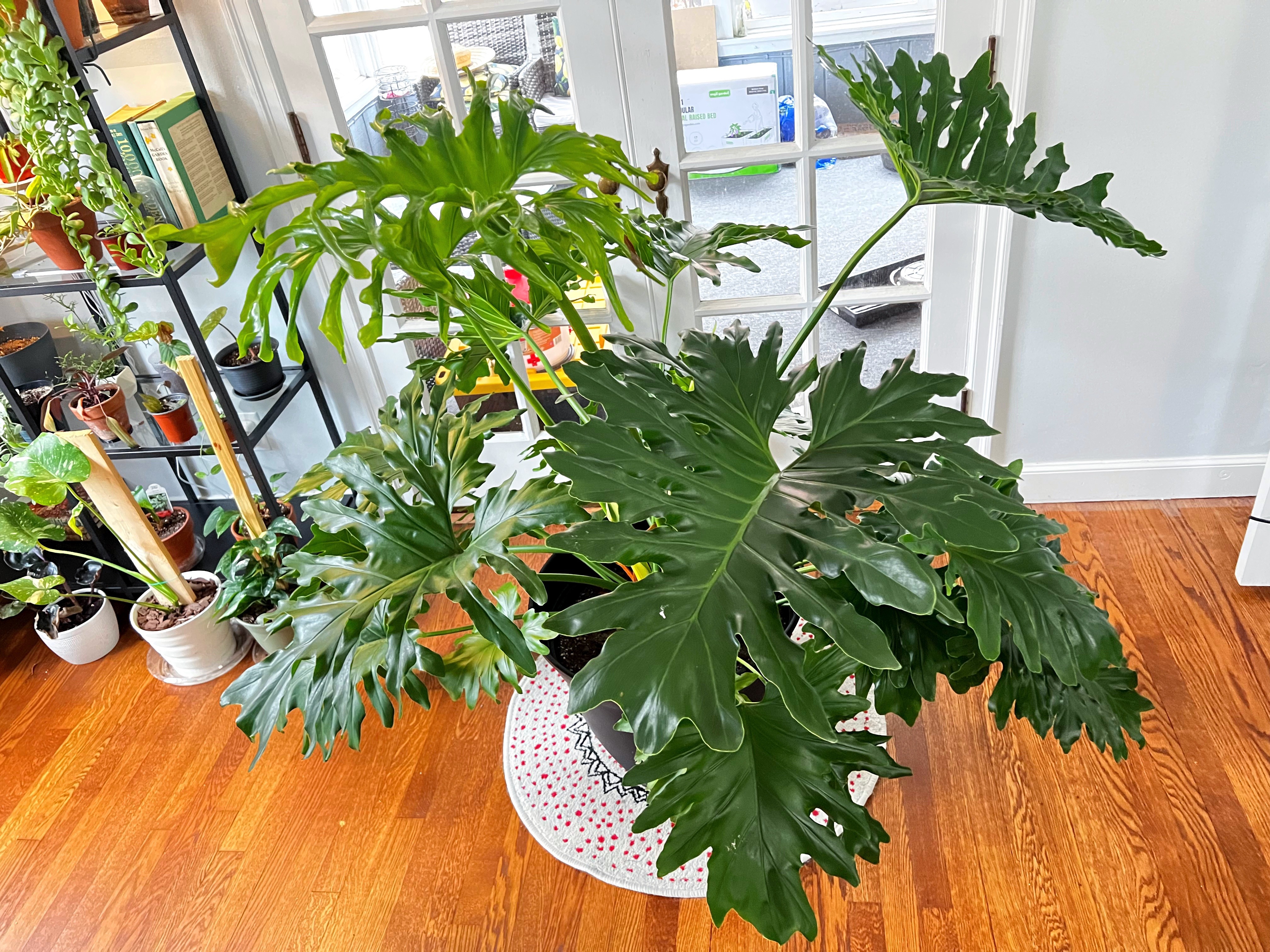 How to Grow a Giant Philodendron Selloum The Thrifted Planter