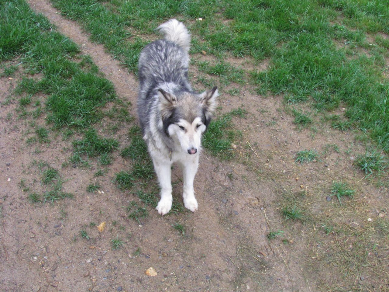 Undercarriage Dog Wash The Thundering Herd
