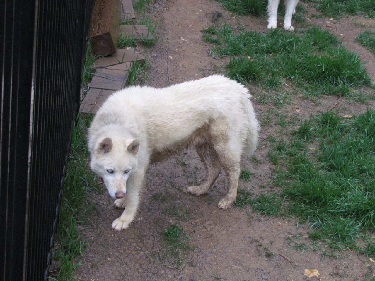 Undercarriage Dog Wash The Thundering Herd