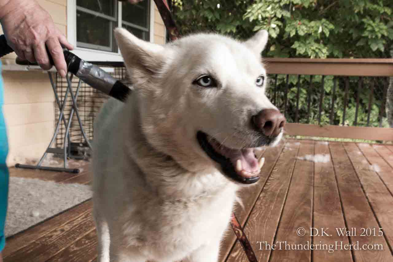 Blowing Coat The Fast Method The Thundering Herd