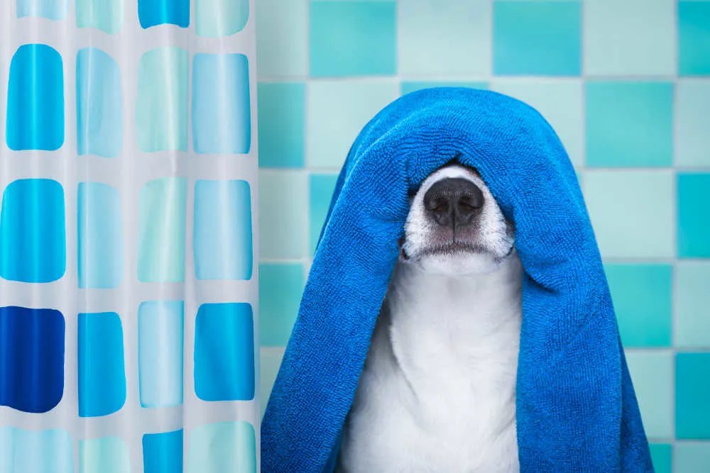 13 Tips to Keep Bathroom Dry Without a Fan The Tibble