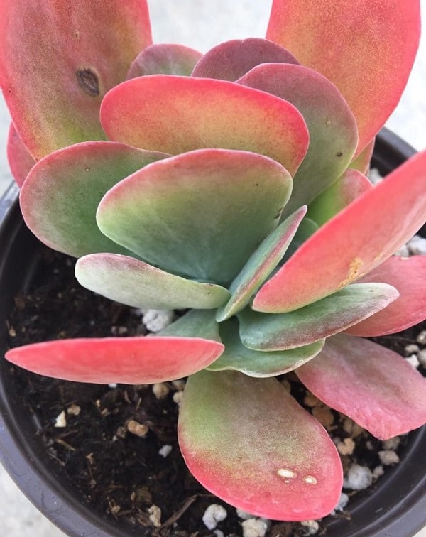 Kalanchoe Luciae “Flapjack Succulent” The Tilth