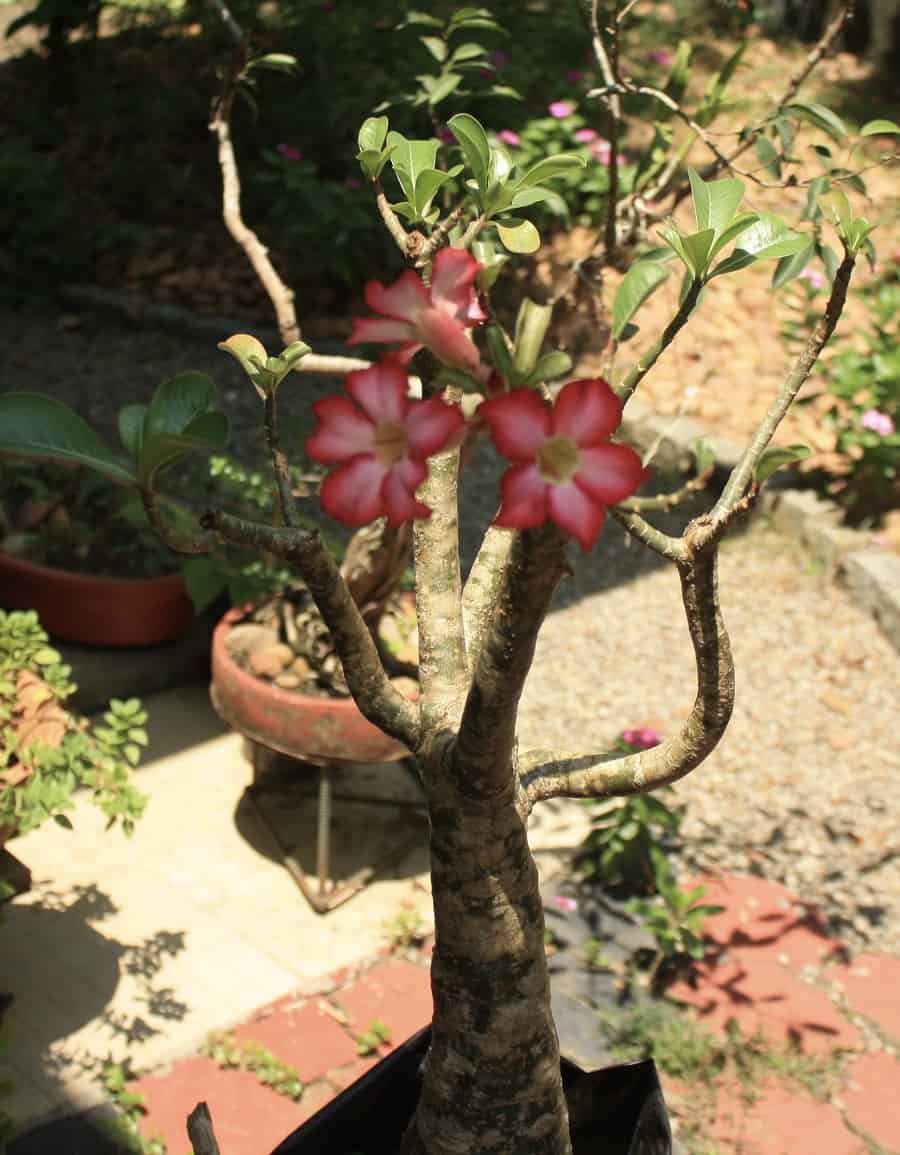 Adenium arabicum "Dessert Rose" Grow and Care The Tilth