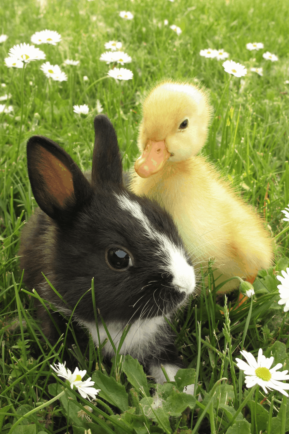 Can Rabbits and Ducks Live Together? The Tilth