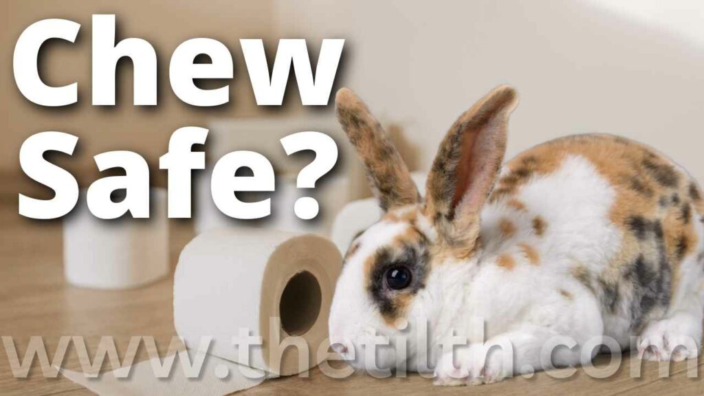 Can Bunnies Chew On Toilet Paper Rolls The Tilth