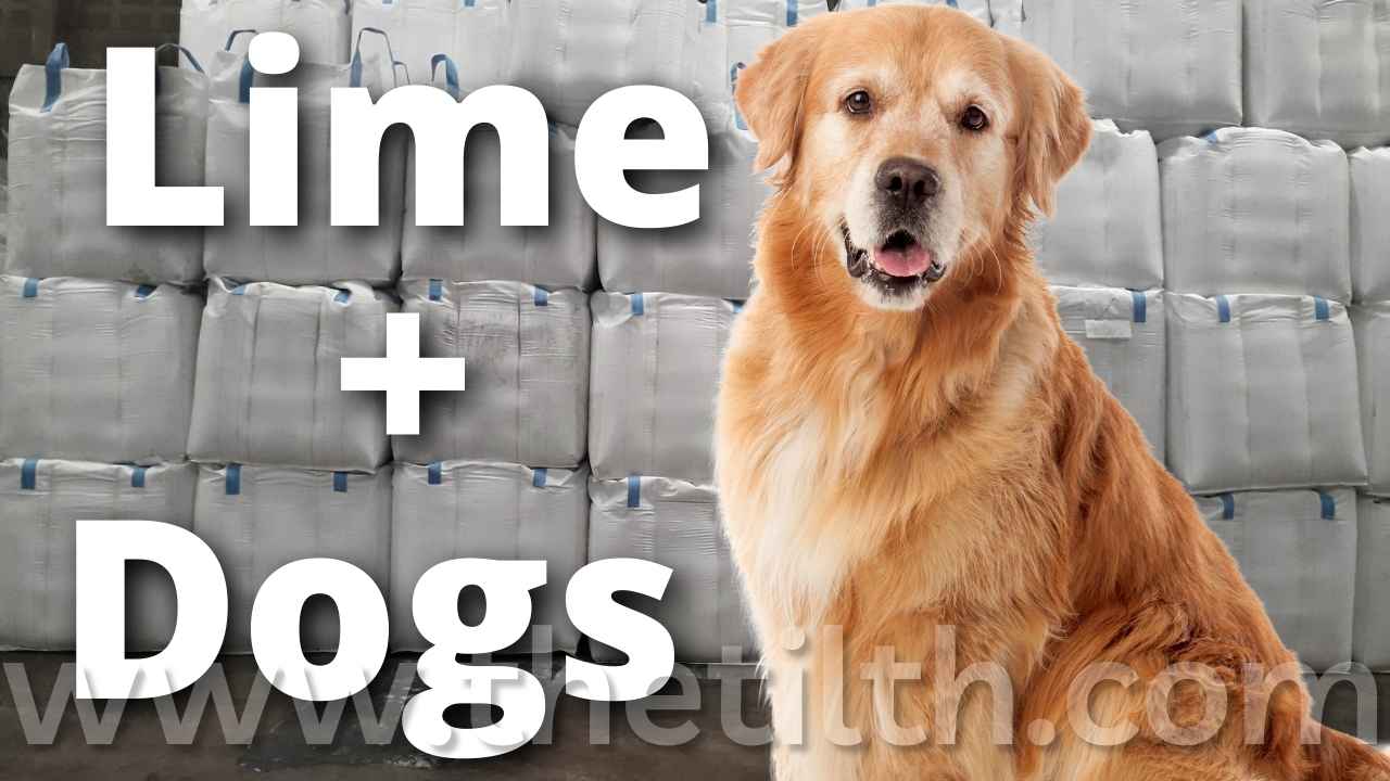 Is Lime For Grass Harmful To Dogs