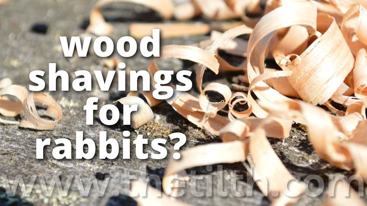 What Kind Of Wood Is Good For Rabbits at John Nix blog