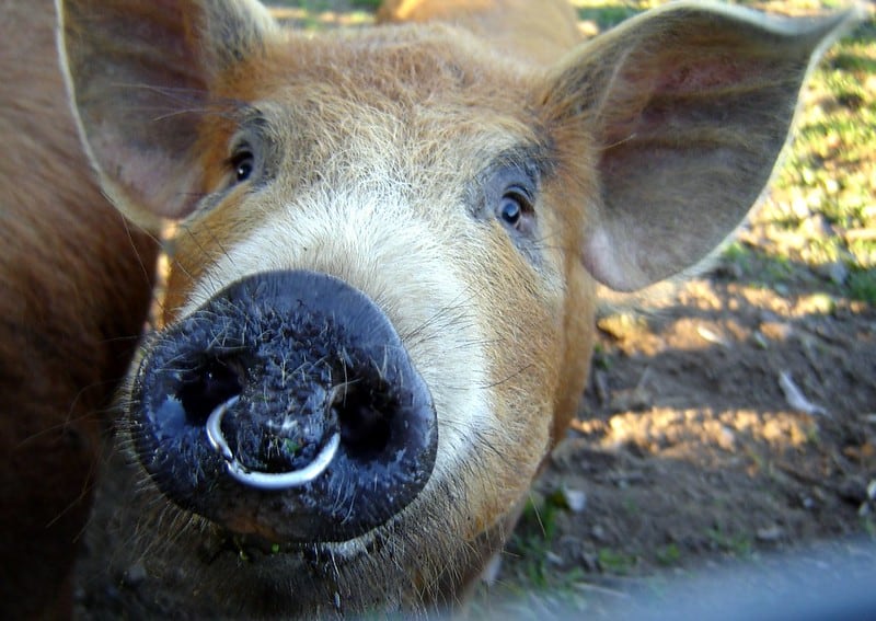 Why Do Pigs Have Nose Rings? The Tilth