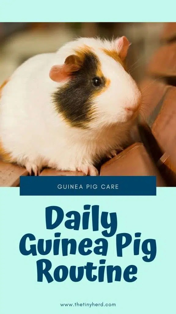 A Realistic Daily Guinea Pig Routine