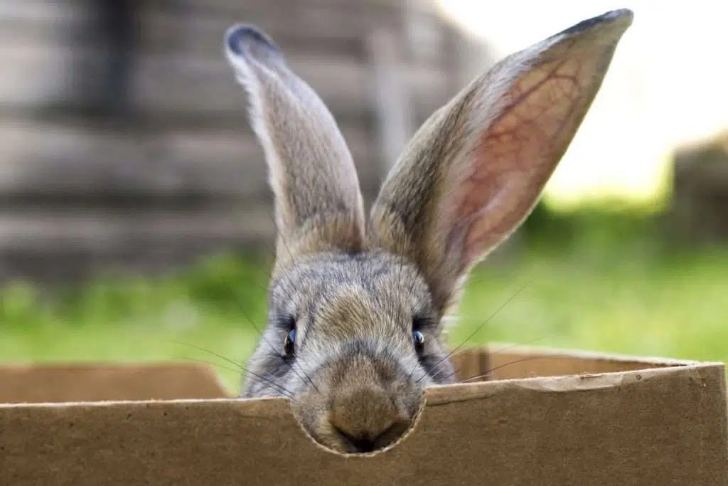 Can Rabbits Chew on Cardboard? (Is it Safe or Dangerous?)
