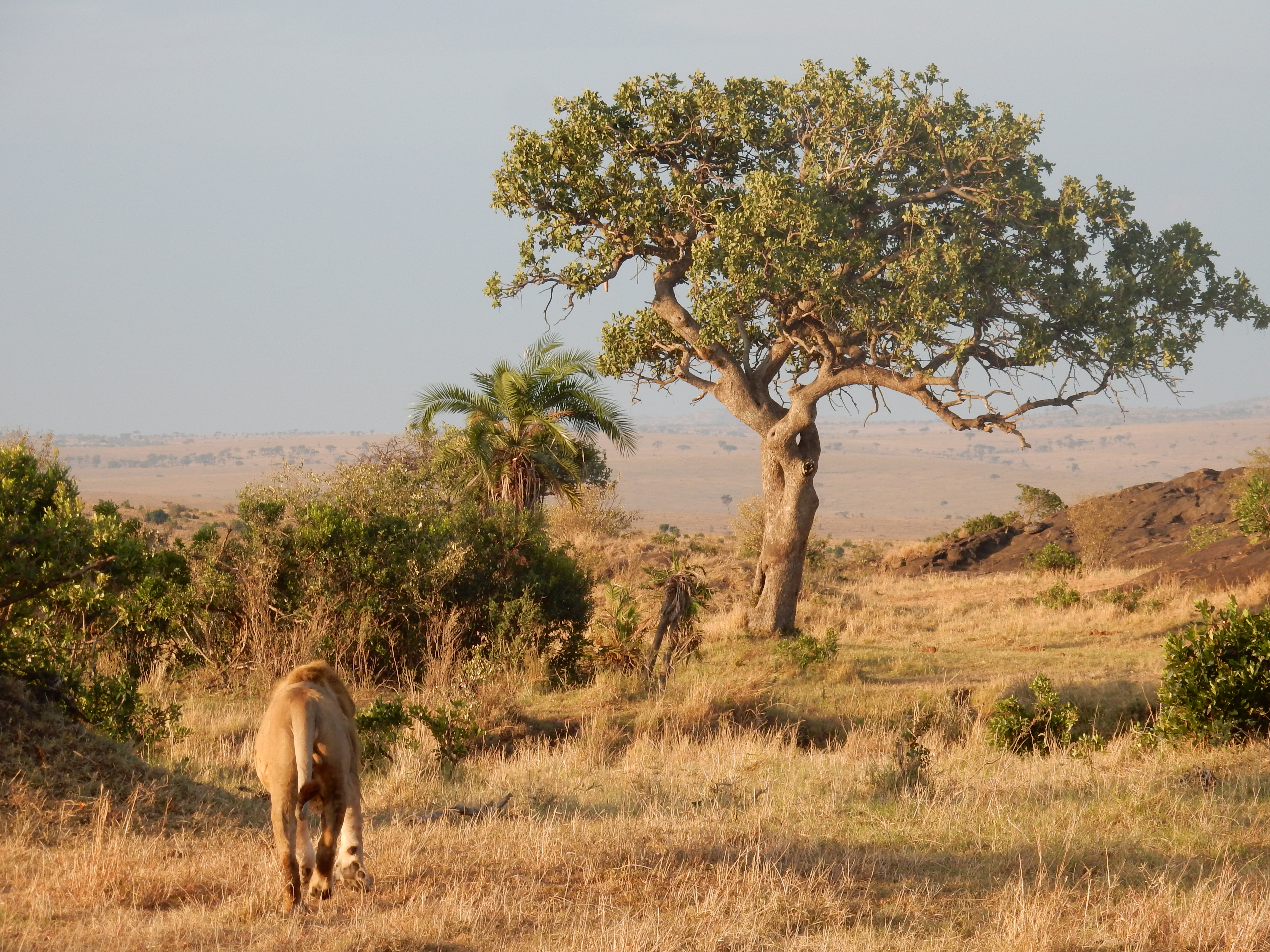 The beauty of Masaai mara, Maasai mara, masai mara,Kenya, Africa The