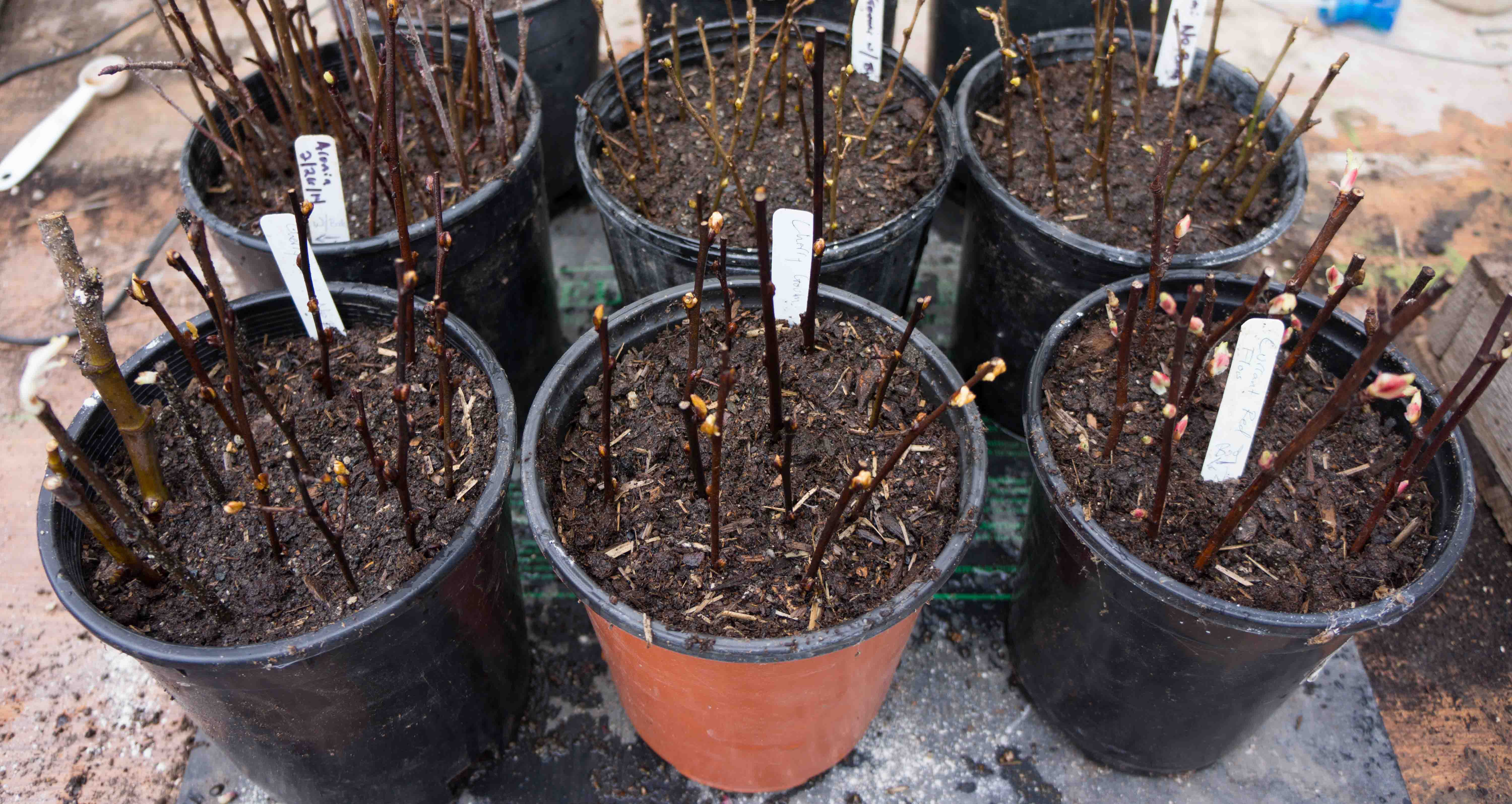 Basic Plant Propagation Part 2 The Tool Merchants