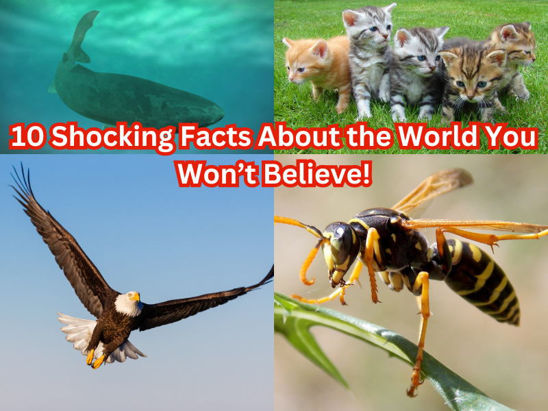 10 Shocking Facts About the World You Won’t Believe! Thetop10sguy