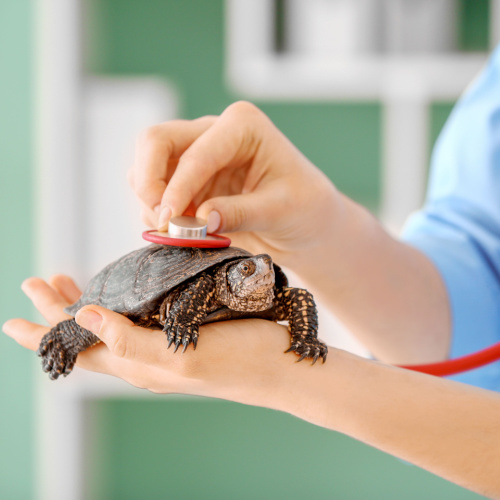 Why Does My Tortoise Pee White Stuff? Here’s Everything You Need to Know!