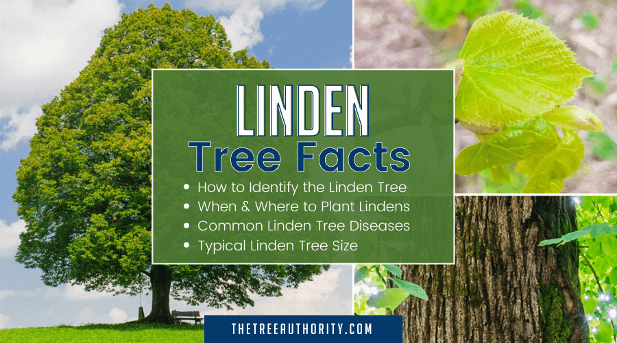 Linden Tree Facts (Tilia americana) The Tree Authority