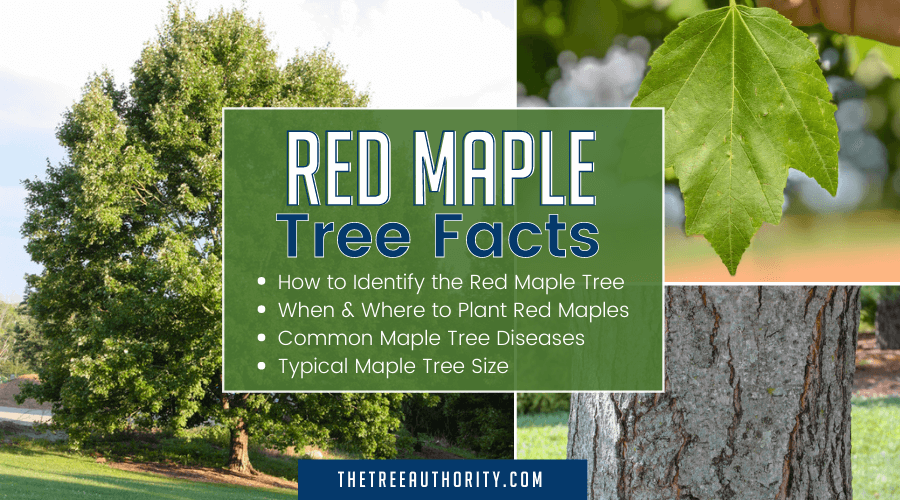 Red Maple Tree Facts (Acer rubrum) The Tree Authority