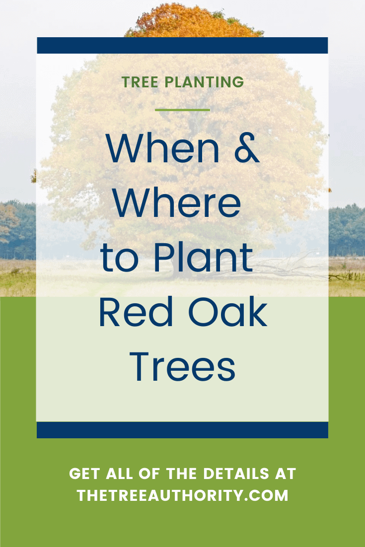 Red Oak Tree Facts (Quercus rubra) The Tree Authority