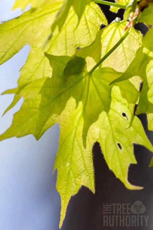 Sugar Maple Tree Facts (Acer saccharum) The Tree Authority