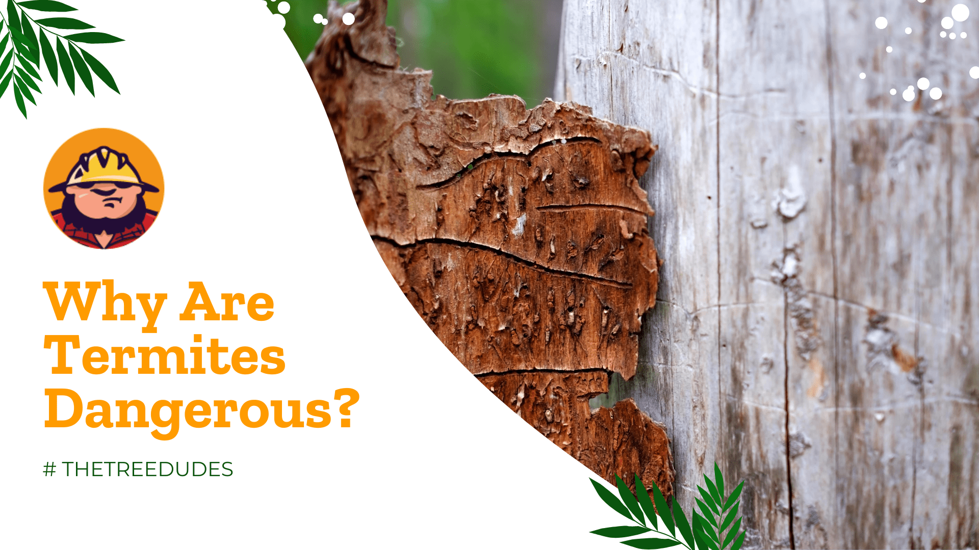 Why Are Termites Dangerous? Everything You Should Know