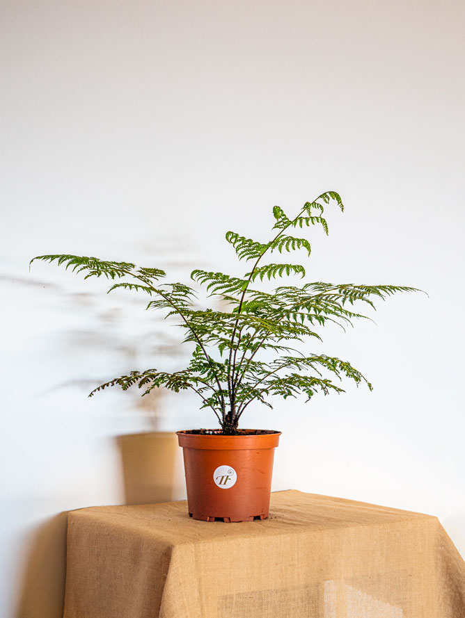 Buy Tree Ferns The Tree Fern