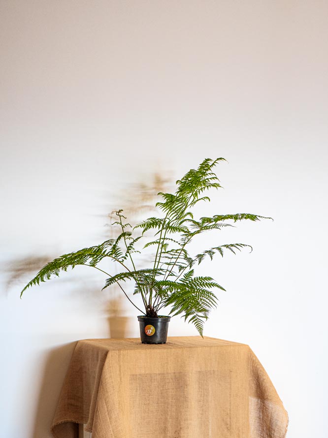 Buy Tree Ferns The Tree Fern