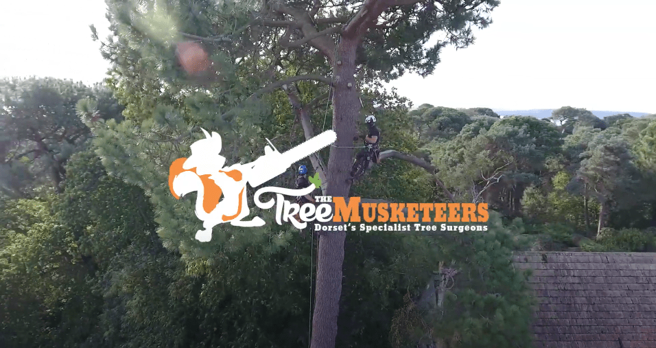 Tree Surgeons in Bournemouth The Tree Musketeers