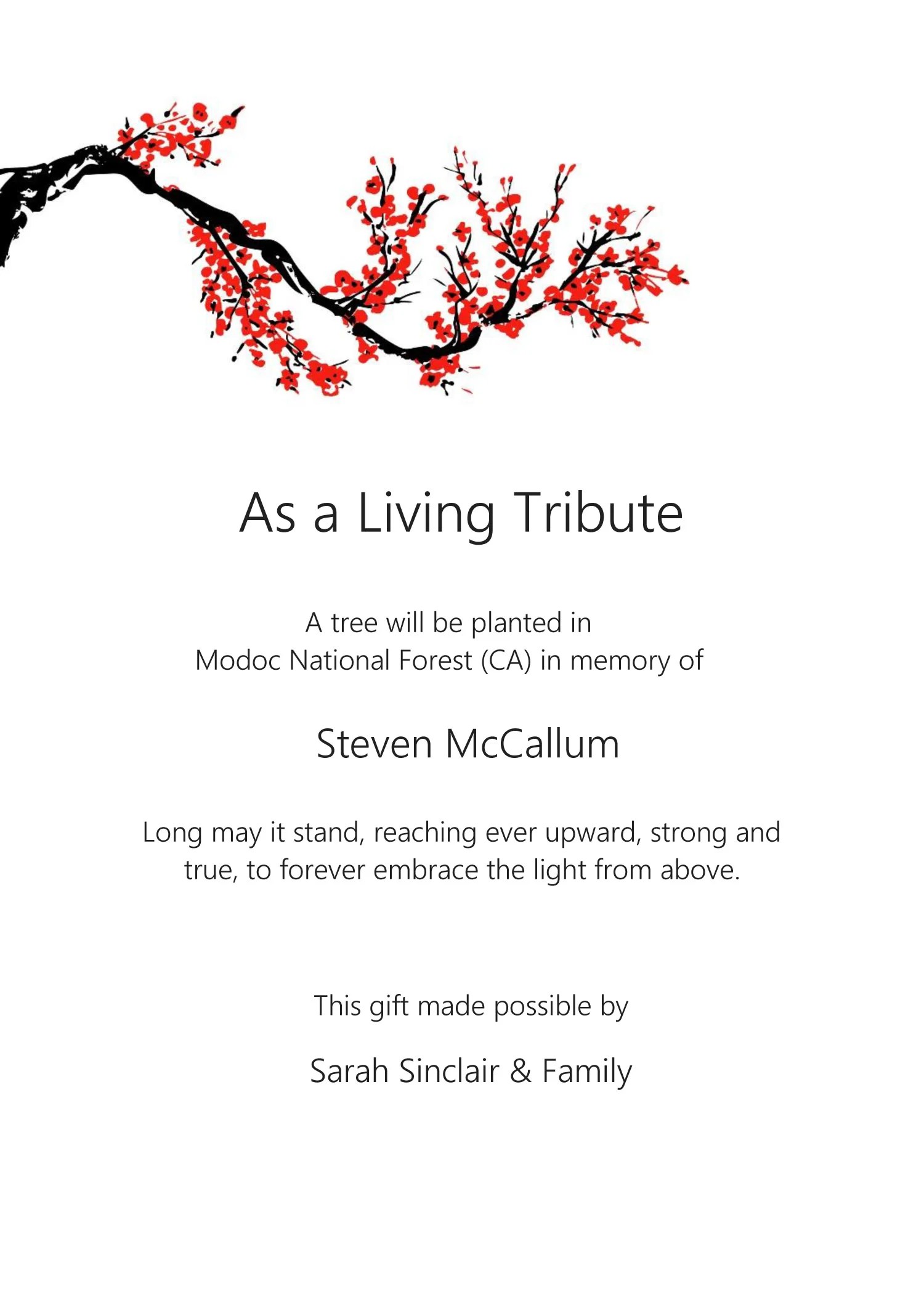 Planting Memorial Trees in National Forests The Trees Remember