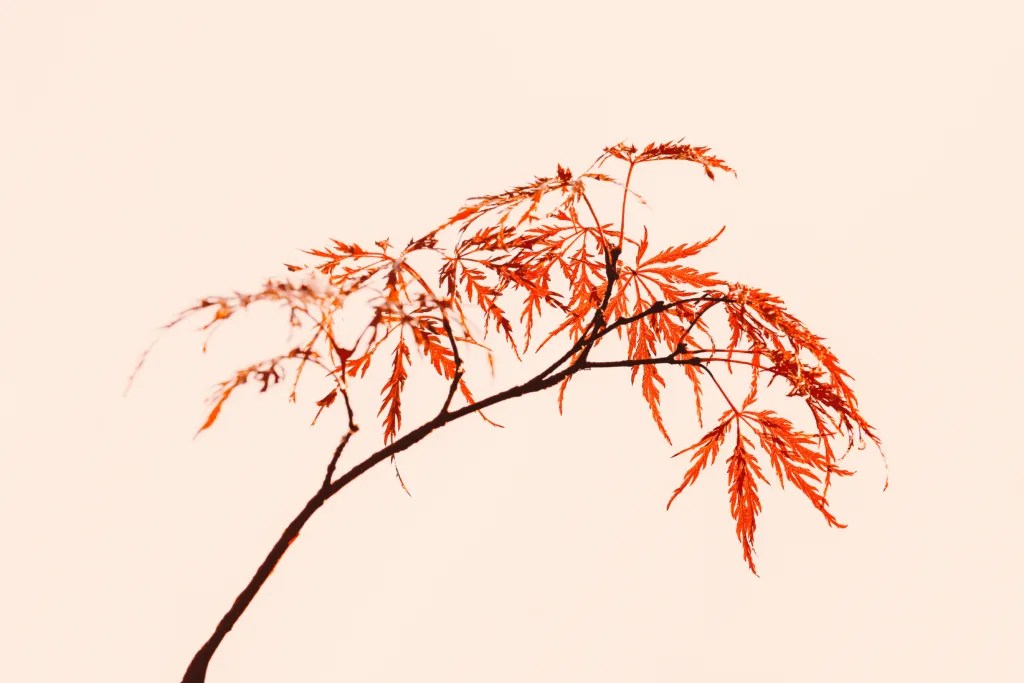 How Long To Grow Trees For Lumber